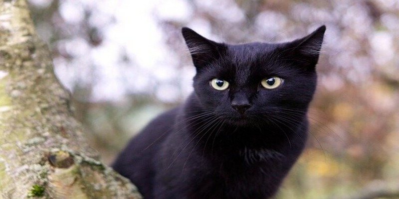 Nằm mơ thấy mèo đen chạy vào nhà là điềm báo xui xẻo, không may mắn