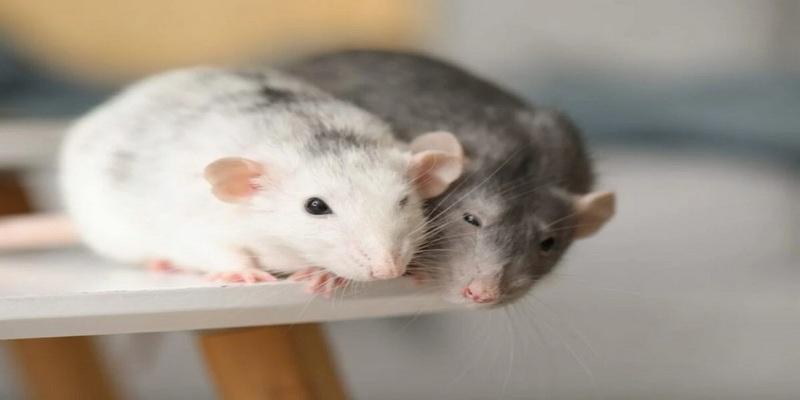 Mơ thấy 2 con chuột thể hiện điềm báo về sức khỏe