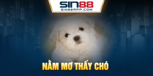 Nằm mơ thấy chó