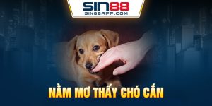 Nằm mơ thấy chó cắn