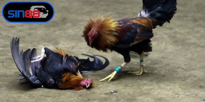 Các bước cơ bản để nhập cuộc tại sân chơi đẳng cấp