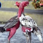 Cách chọn gà đá hay