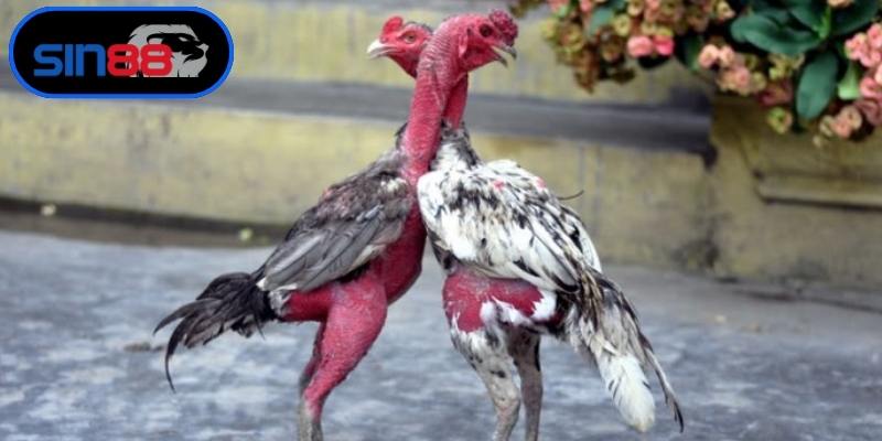 Cách chọn gà đá hay