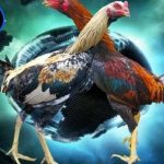 Đá gà Campuchia online