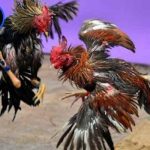 Đá gà online rút tiền