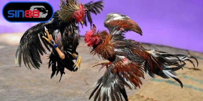 Đá gà online rút tiền