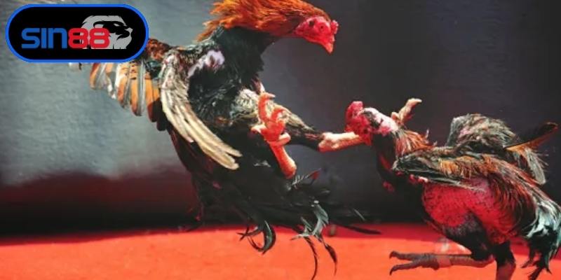 Khám phá không gian cá cược đá gà SIN88 chuyên nghiệp