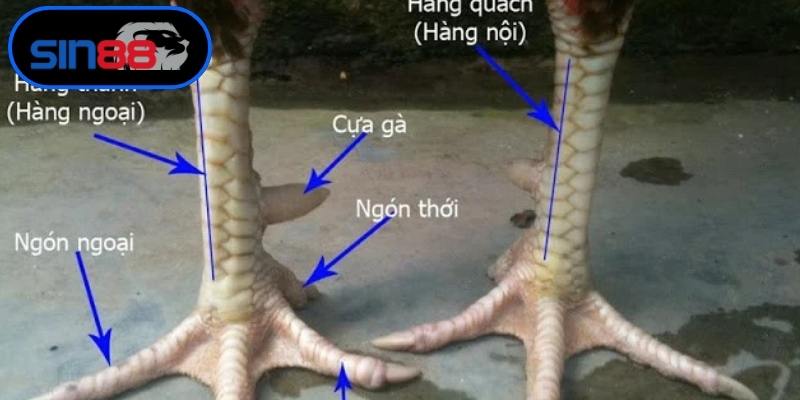 Kỹ thuật quan sát ngoại hình tìm cách chọn gà đá hay