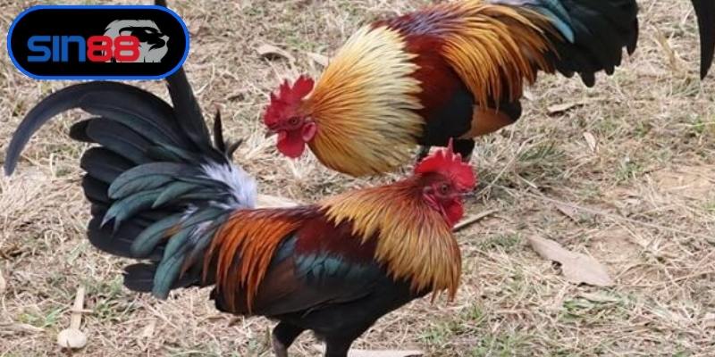 Nhận diện khí chất của những chiến kê dũng mãnh