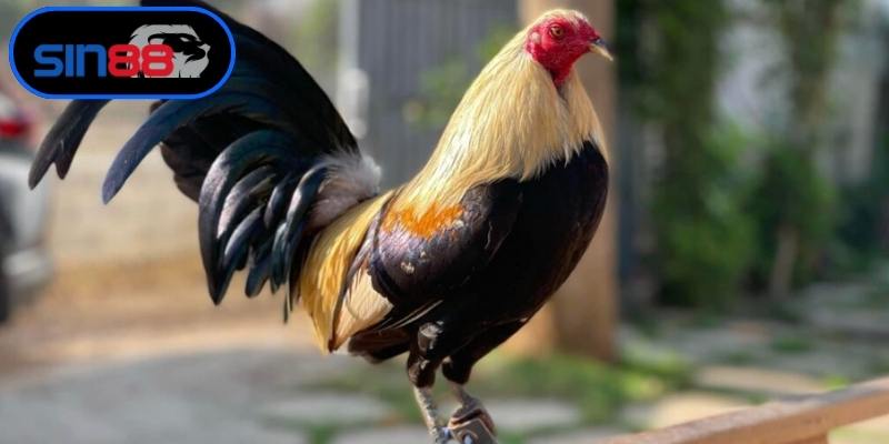 Phương pháp đánh giá vảy chân chiến kê chuẩn xác