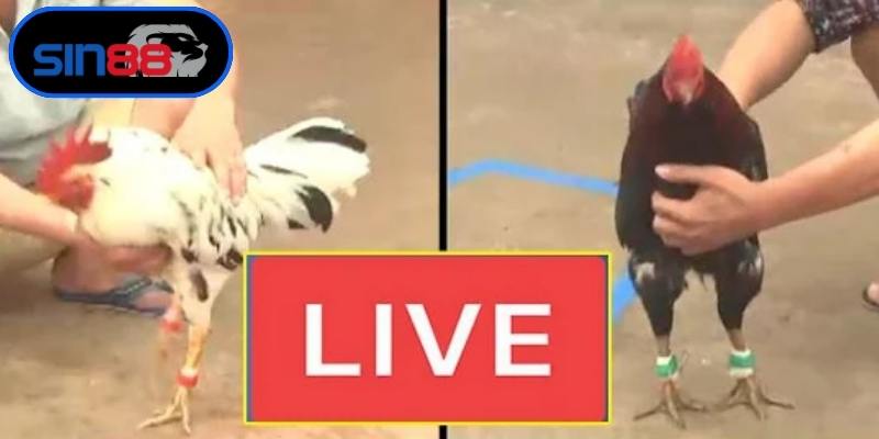 Quy trình thực hiện đá gà online rút tiền bảo mật tối ưu