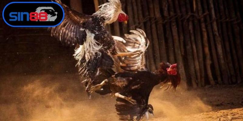 Soi kèo đá gà Thomo