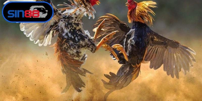 Tận hưởng lợi ích vượt trội khi tham gia đặt cược