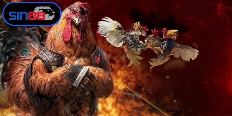 Tìm hiểu hình thức đá gà Campuchia online sôi động