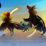 Trang đá gà uy tín