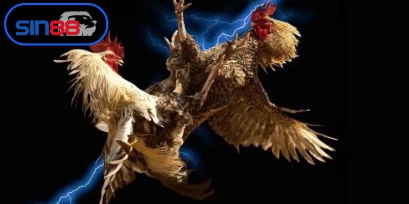 Xác định các nền móng tạo dựng trang đá gà uy tín