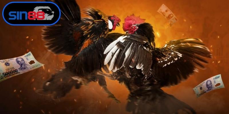 Yếu tố cốt lõi giúp soi kèo đá gà Thomo chuẩn